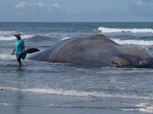 Paus Mati Terdampar di Bali Diduga karena Sakit