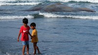 Petugas BKSDA Bali Resort Jembrana Ahmad Yanwar mengatakan akan dilakukan nekropsi untuk mencari penyebab kematian paus tersebut. Setelah nekropsi, paus akan dikubur.