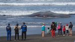 Paus Sperma Mati Terdampar di Pantai Yeh Leh Bali