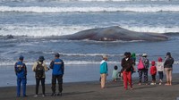 Dalam satu bulan terakhir, sudah terjadi empat kali kasus serupa di Bali, termasuk kejadian di Tabanan, Klungkung, Karangasem, dan Jembrana, dengan jenis paus yang sama, yaitu paus sperma.