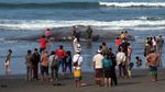 Paus Sperma Mati Terdampar di Pantai Yeh Leh Bali