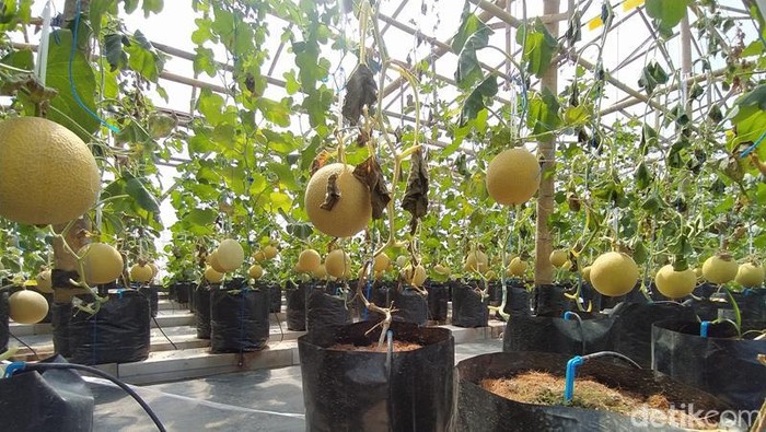 Penanaman buah melon dengan sistem semi hidroponik di Desa Gondang, Kecamatan Mungkid, Kabupaten Magelang. Foto diambil Minggu (9/4/2023).