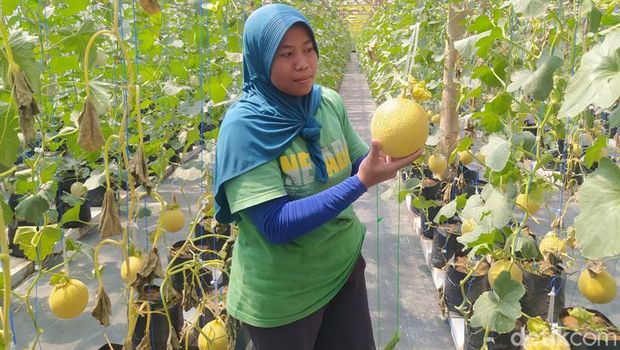 Penanaman buah melon dengan sistem semi hidroponik di Desa Gondang, Kecamatan Mungkid, Kabupaten Magelang. Foto diambil Minggu (9/4/2023).