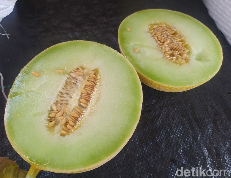 Penanaman buah melon dengan sistem semi hidroponik di Desa Gondang, Kecamatan Mungkid, Kabupaten Magelang. Foto diambil Minggu (9/4/2023).