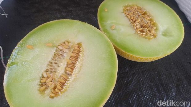 Penanaman buah melon dengan sistem semi hidroponik di Desa Gondang, Kecamatan Mungkid, Kabupaten Magelang. Foto diambil Minggu (9/4/2023).
