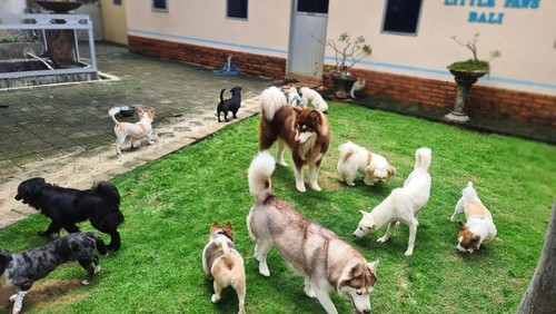 Penitipan hewan Little Paws Bali yang berlokasi di Jalan Tukad Citarum I No. 21, Perum Taman Krisna Permai, Denpasar. (IST)