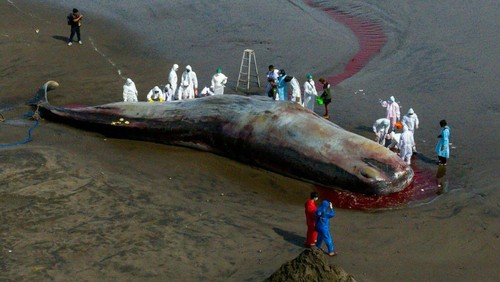 Paus Sperma yang mati terdampar di Pantai Yen Leh, Jembrana, Bali, kini dievakuasi oleh petugas dan dokter hewan. Begini prosesnya.