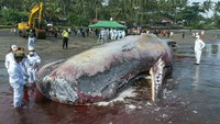 Kepala Balai Pengelolaan Sumberdaya Pesisir dan Laut (BPSPL) Denpasar Permana Yudiarso mengatakan dalam kurun waktu seminggu ada tiga kejadian paus yang terdampar dengan kondisi mati di Bali.