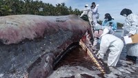 Dokter hewan melakukan nekropsi bangkai Paus Sperma (Physeter macrocephalus) yang terdampar di Pantai Yeh Leh, Jembrana, Bali, Minggu (9/4/2023).