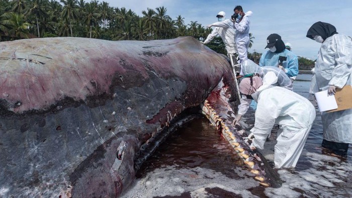 Potret Evakuasi Paus Sperma yang Terdampar di Jembrana Bali Paus Sperma yang mati terdampar di Pantai Yen Leh, Jembrana, Bali, kini dievakuasi oleh petugas dan dokter hewan. Begini prosesnya.