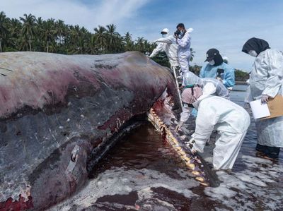 Potret Evakuasi Paus Sperma yang Terdampar di Jembrana Bali