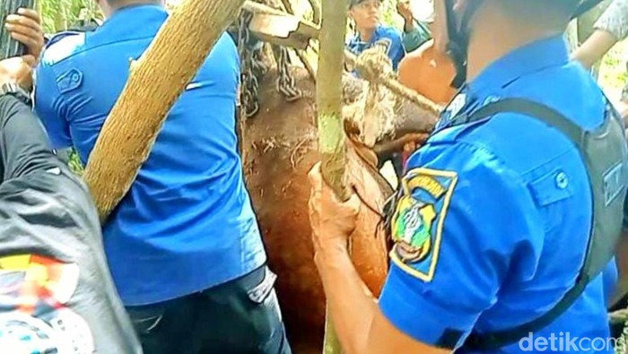 Proses evakuasi sapi yang terperosok sumur di Bondowoso.