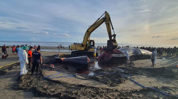 Proses nekropsi bangkai paus terdampar di pesisir Pantai Yeh Leh, Desa Pengeragoan, Kecamatan Pekutatan, Kabupaten Jembrana, Bali, Minggu (9/4/2023).