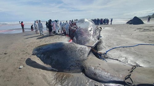 Proses nekropsi bangkai paus terdampar di pesisir Pantai Yeh Leh, Desa Pengeragoan, Kecamatan Pekutatan, Kabupaten Jembrana, Bali, Minggu (9/4/2023).