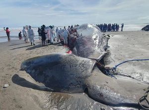 Selesai Dinekropsi, Paus Mati di Pantai Yeh Leh Tak Terindikasi Perburuan