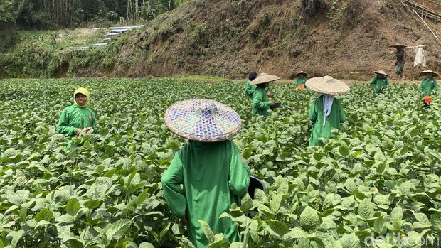 Suasana panen raya kacang edamame di wilayah perkebunan Pondok Pesantren Darul Insan Istiqamah, Kabupaten Sukabumi