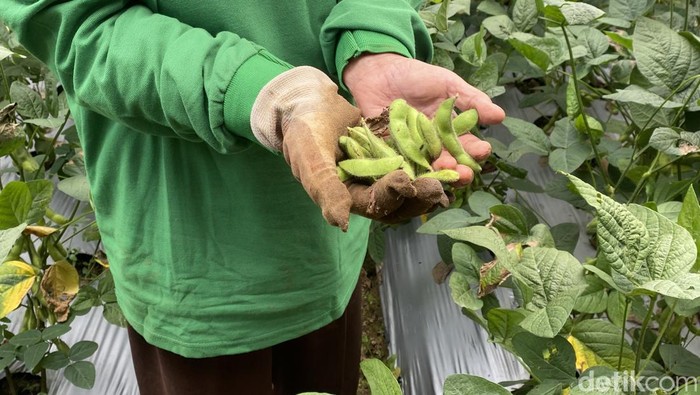 Suasana panen raya kacang edamame di wilayah perkebunan Pondok Pesantren Darul Insan Istiqamah, Kabupaten Sukabumi