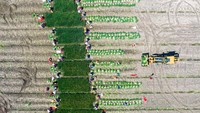 XINGHUA, CHINA - APRIL 8, 2023 - Aerial photo shows farmers harvesting chives at a chives planting base in Lianfa village, Xingdong town, Xinghua city, East Chinas Jiangsu Province, April 8, 2023. (Photo credit should read CFOTO/Future Publishing via Getty Images)