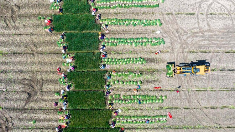 XINGHUA, CHINA - APRIL 8, 2023 - Aerial photo shows farmers harvesting chives at a chives planting base in Lianfa village, Xingdong town, Xinghua city, East Chinas Jiangsu Province, April 8, 2023. (Photo credit should read CFOTO/Future Publishing via Getty Images)