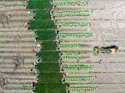 Panen Sayur di China Dipotret Pakai Drone, Hasilnya Wow!