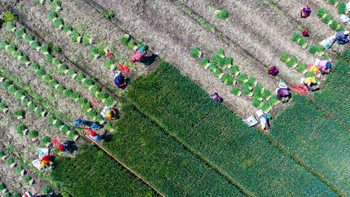 Panen ini dilakukan secara gotong-royong oleh para petani.