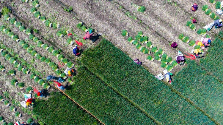XINGHUA, CHINA - APRIL 8, 2023 - Aerial photo shows farmers harvesting chives at a chives planting base in Lianfa village, Xingdong town, Xinghua city, East Chinas Jiangsu Province, April 8, 2023. (Photo credit should read CFOTO/Future Publishing via Getty Images)