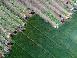 Panen Sayur di China Dipotret Pakai Drone, Hasilnya Wow!