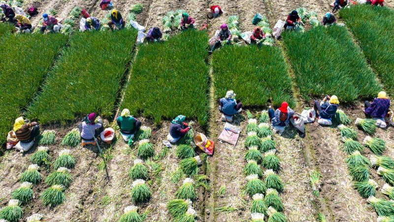 XINGHUA, CHINA - APRIL 8, 2023 - Aerial photo shows farmers harvesting chives at a chives planting base in Lianfa village, Xingdong town, Xinghua city, East China's Jiangsu Province, April 8, 2023. (Photo credit should read CFOTO/Future Publishing via Getty Images)