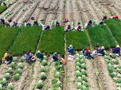 Panen Sayur di China Dipotret Pakai Drone, Hasilnya Wow!