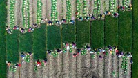 XINGHUA, CHINA - APRIL 8, 2023 - Aerial photo shows farmers harvesting chives at a chives planting base in Lianfa village, Xingdong town, Xinghua city, East Chinas Jiangsu Province, April 8, 2023. (Photo credit should read CFOTO/Future Publishing via Getty Images)