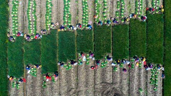 Ini dia penampakan panen lokio di Desa Lianfa, Provinsi Jiangsu, China.