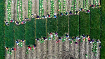 Panen Sayur di China Dipotret Pakai Drone, Hasilnya Wow!