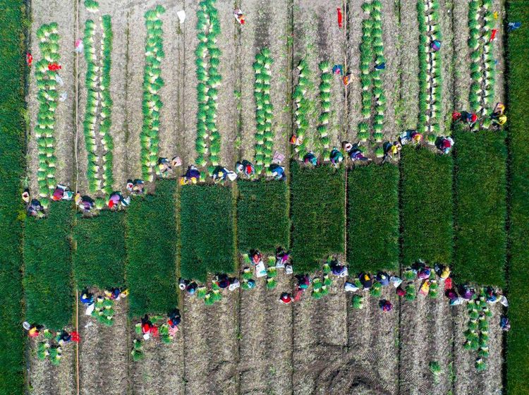 Panen Sayur di China Dipotret Pakai Drone, Hasilnya Wow!