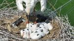Unik, China Bikin Sarang Burung di Atas Menara Listrik