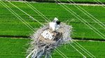 Unik, China Bikin Sarang Burung di Atas Menara Listrik