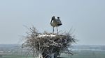Unik, China Bikin Sarang Burung di Atas Menara Listrik