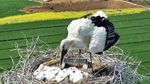 Unik, China Bikin Sarang Burung di Atas Menara Listrik