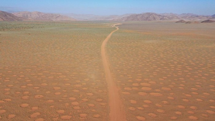 Fenomena Fairy Circles di Padang Rumput Australia