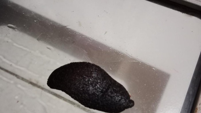 Kocak! Pertama Kali Bikin Kue Lidah Kucing Hasilnya Malah Jadi Lidah Setan