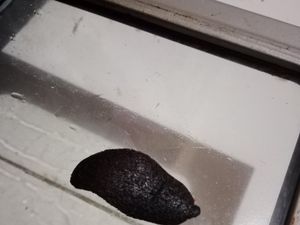 Kocak! Pertama Kali Bikin Kue Lidah Kucing Hasilnya Malah Jadi Lidah Setan