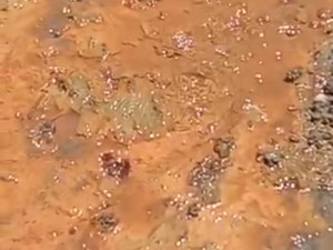 Kubangan Lumpur Berbau Belerang Tetiba Muncul di Lahan Perhutani Bojonegoro