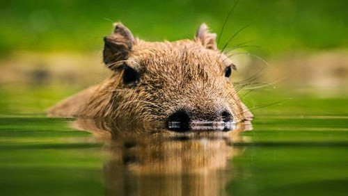 Kapibara merupakan hewan pengerat terbesar di dunia. Hewan ini dikenal sebagai hewan yang mudah bersosialisasi dengan binatang lain.