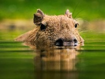 Ayo Ikut Voting Pilih Nama untuk Kapibara Singapura