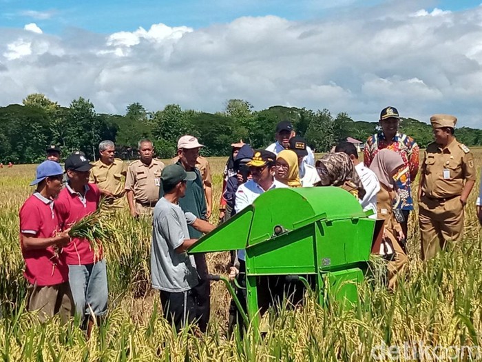 Menteri Pertanian Syahrul Yasin Limpo dan Bupati Klaten Sri Mulyani ikut panen raya di Trucuk, Klaten, Senin (10/4/2023).