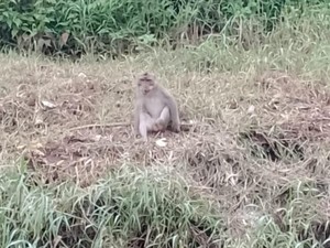 Monyet Liar Serang Bocah di Pasuruan, Korban Terluka Sekujur Tubuh