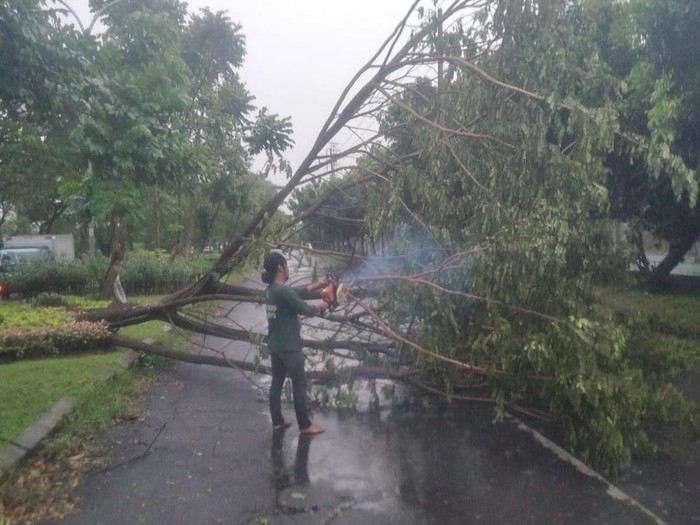 Hujan Deras Disertai Angin Kencang Tumbangkan 5 Pohon Di Surabaya