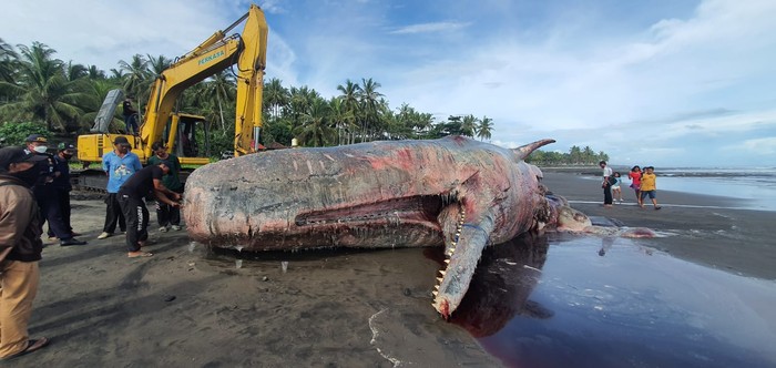 Proses penguburan paus sperma terdampar di Pantai Yeh Leh, Banjar Pengeragoan Dangin Tukad, Desa Pengeragoan, Kecamatan Pekutatan, Kabupaten Jembrana, Bali, Senin (10/4/2023).