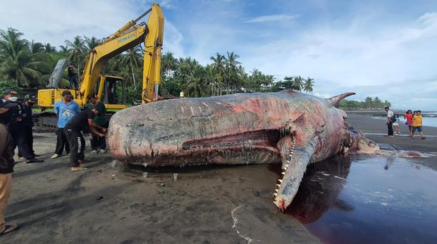 Proses penguburan paus sperma terdampar di Pantai Yeh Leh, Banjar Pengeragoan Dangin Tukad, Desa Pengeragoan, Kecamatan Pekutatan, Kabupaten Jembrana, Bali, Senin (10/4/2023).