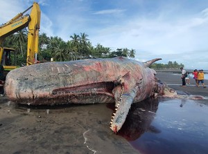 Paus Sperma Terdampar di Bali, Pakar Unair Beri Penjelasan