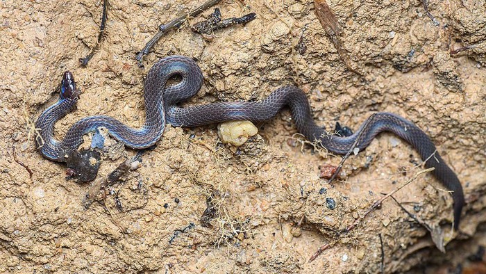 Pseudorabdion longiceps